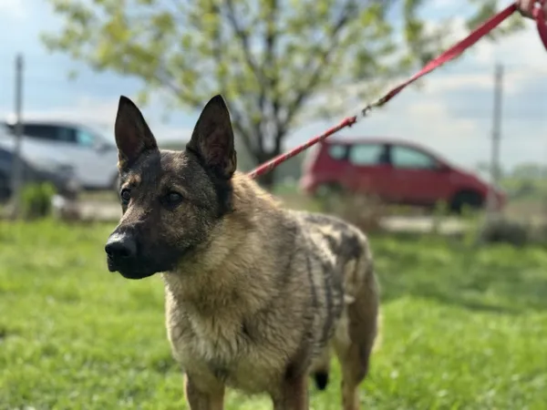 Pies do adopcji, Świdnica, 13 marca 2025 (4/5)