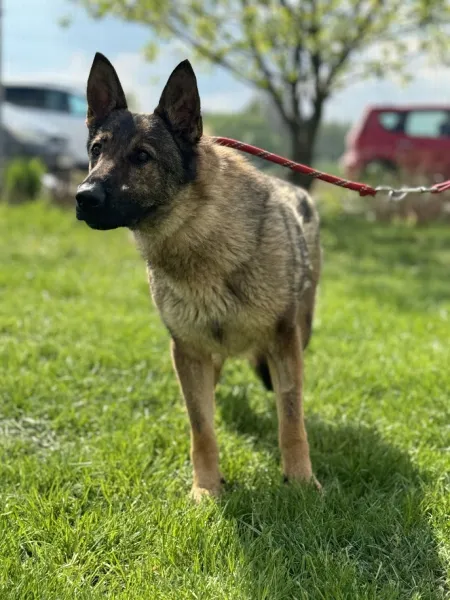 Pies do adopcji, Świdnica, 13 marca 2025 (5/5)