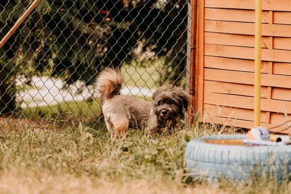 Pies do adopcji, Czartki, 11 lipca 2025 (1/5)