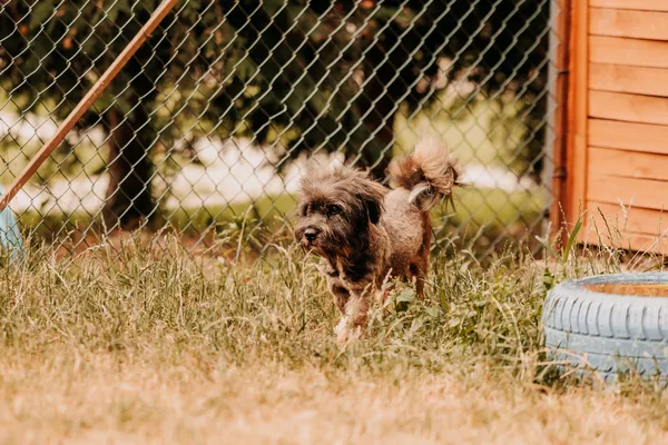 Pies do adopcji, Czartki, 11 lipca 2025 (2/5)