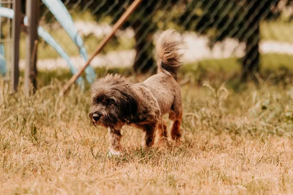 Pies do adopcji, Czartki, 11 lipca 2025 (3/5)