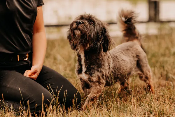 Pies do adopcji, Czartki, 11 lipca 2025 (4/5)