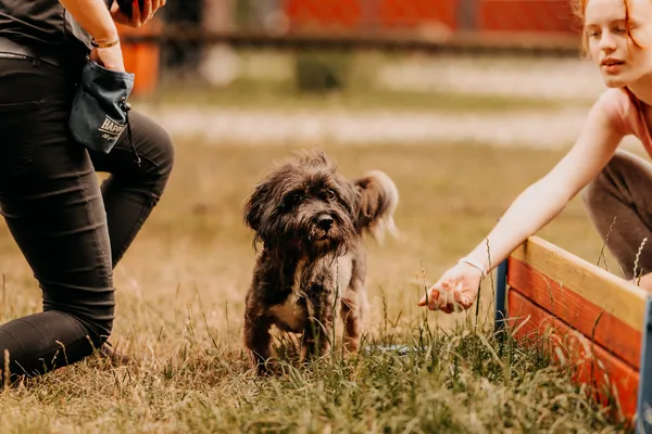 Pies do adopcji, Czartki, 11 lipca 2025 (5/5)