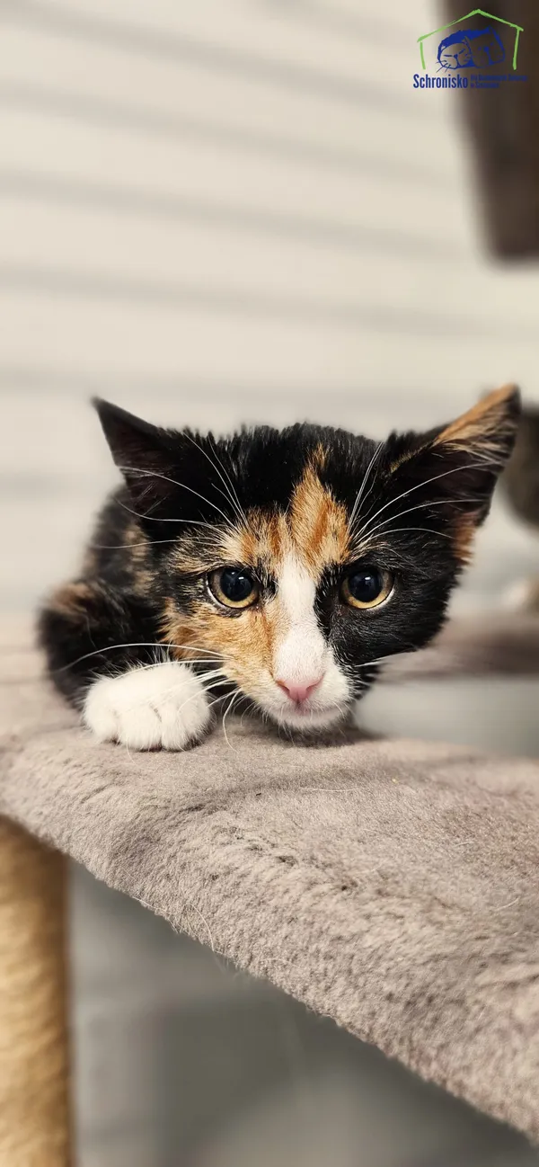 Znaleziono kota, Szczecin, 11 lipca 2025 (1/2)