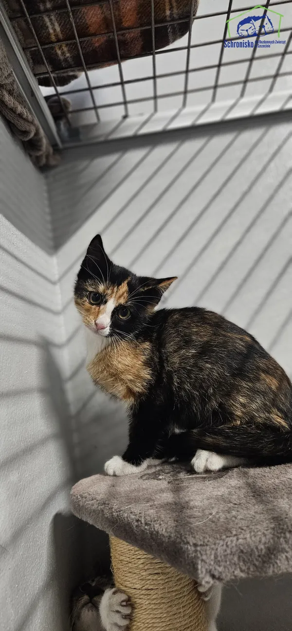 Znaleziono kota, Szczecin, 11 lipca 2025 (2/2)