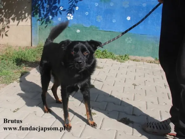 Pies do adopcji, Nowy Dwór Mazowiecki, 11 lipca 2025 (3/5)