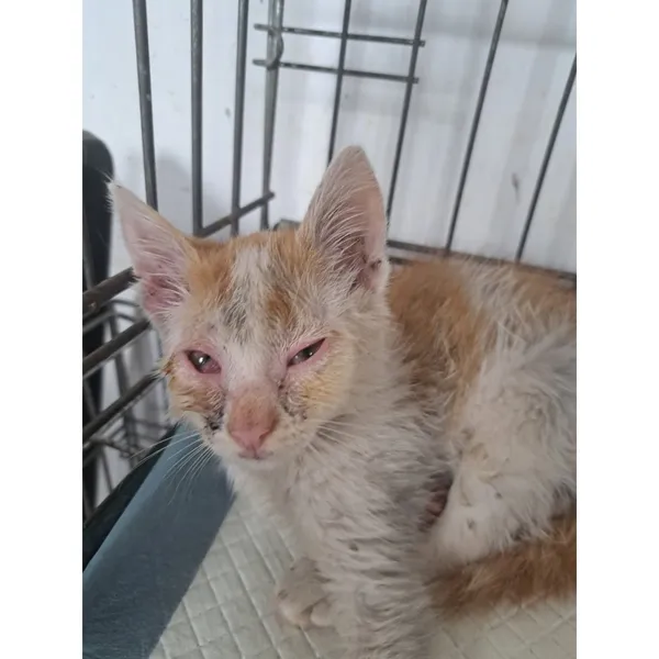 Znaleziono kota, Białystok, 9 lipca 2025