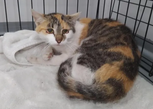 Znaleziono kota, Toruń, 7 lipca 2025