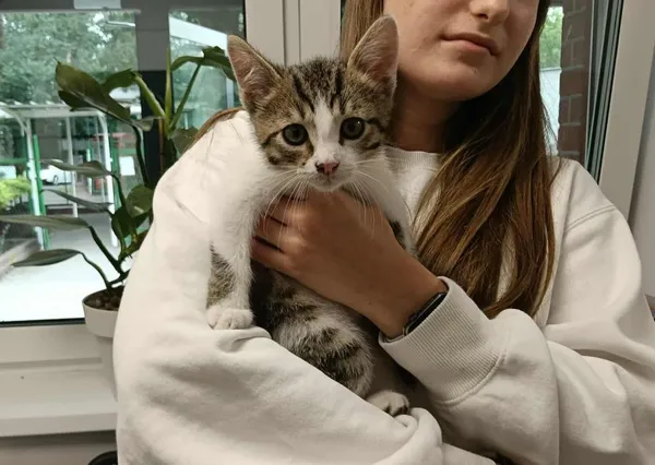 Znaleziono kota, Toruń, 7 lipca 2025