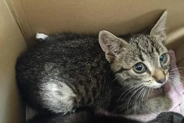 Znaleziono kota, Toruń, 6 lipca 2025