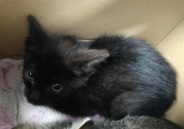 Znaleziono kota, Toruń, 6 lipca 2025