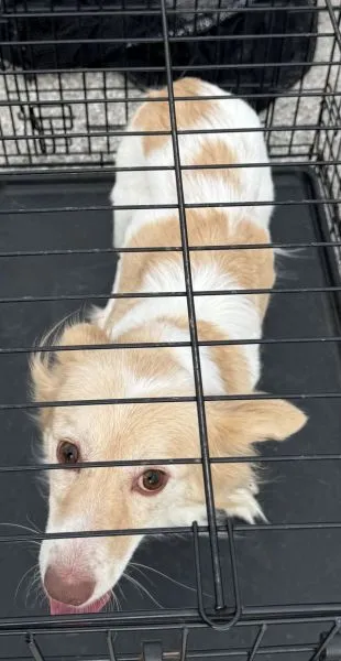 Znaleziono psa, Radom, 10 lipca 2025