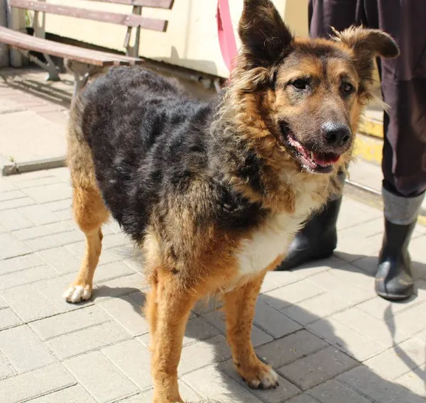 Znaleziono psa, Łódź, 11 lipca 2025 (1/4)