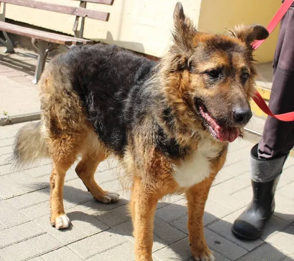 Znaleziono psa, Łódź, 11 lipca 2025 (2/4)