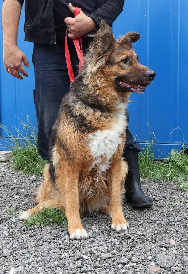 Znaleziono psa, Łódź, 11 lipca 2025 (4/4)