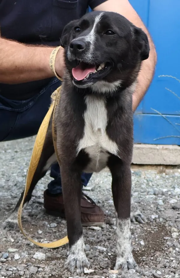 Znaleziono psa, Łódź, 11 lipca 2025 (2/5)