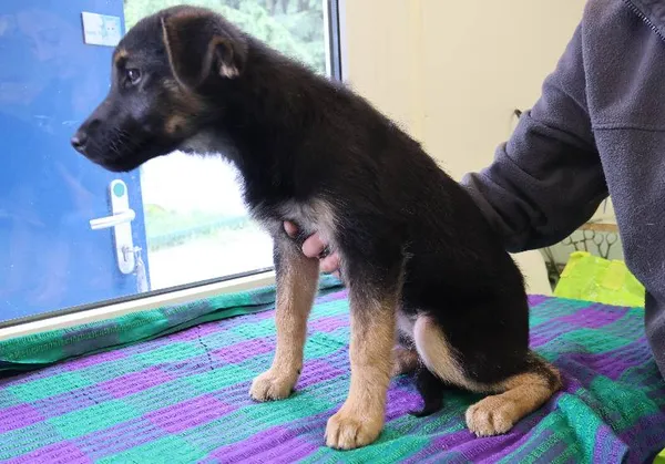 Znaleziono psa, Łódź, 11 lipca 2025 (1/5)