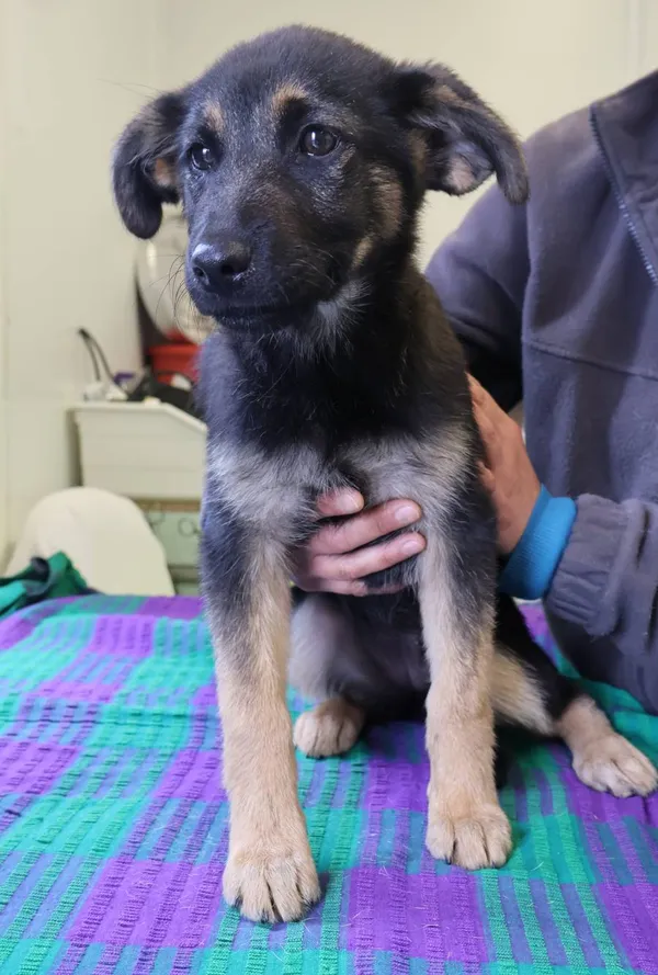 Znaleziono psa, Łódź, 11 lipca 2025 (2/5)