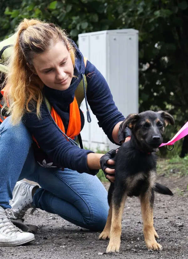 Znaleziono psa, Łódź, 11 lipca 2025 (3/5)