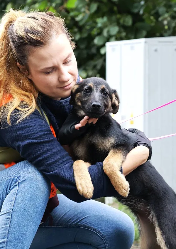 Znaleziono psa, Łódź, 11 lipca 2025 (4/5)