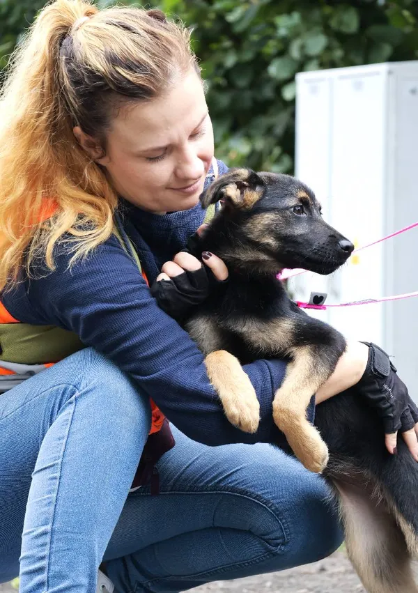 Znaleziono psa, Łódź, 11 lipca 2025 (5/5)