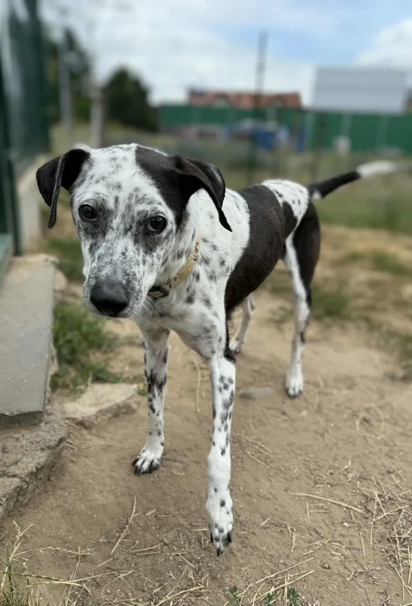 Pies do adopcji, Bydgoszcz, 13 sierpnia 2025 (1/5)