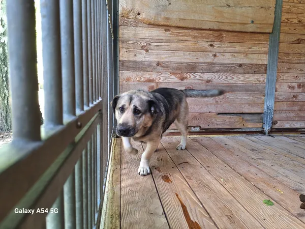 Pies do adopcji, Orzechowce, 11 lipca 2025 (2/4)