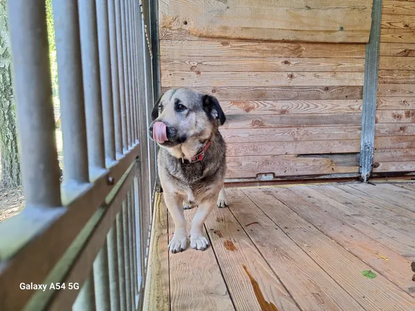 Pies do adopcji, Orzechowce, 11 lipca 2025 (3/4)