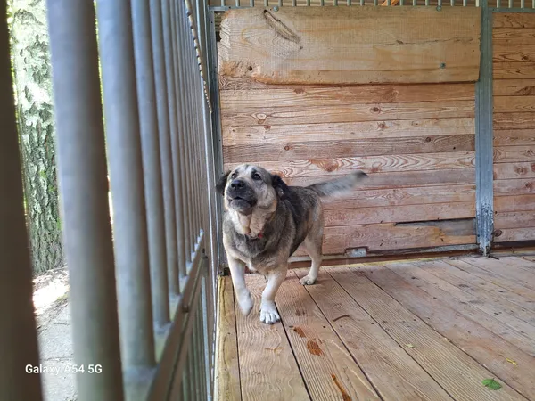 Pies do adopcji, Orzechowce, 11 lipca 2025 (4/4)