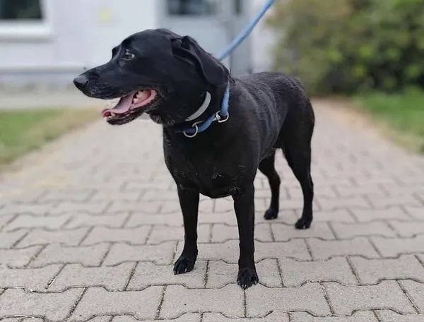 Znaleziono psa, Lublin, 11 lipca 2025