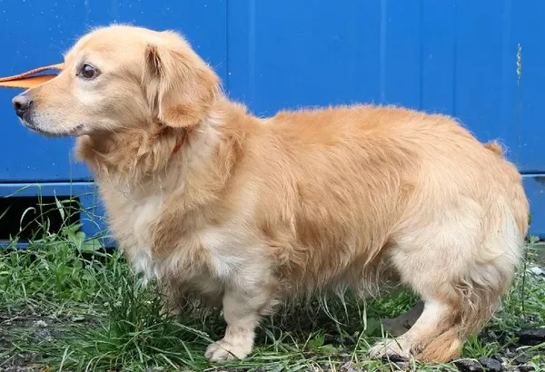 Znaleziono psa, Łódź, 11 lipca 2025 (1/2)