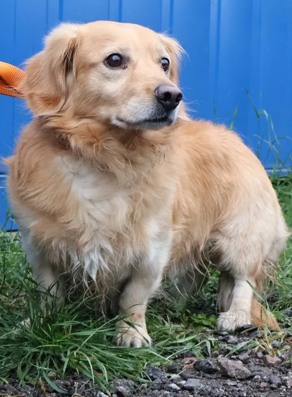 Znaleziono psa, Łódź, 11 lipca 2025 (2/2)