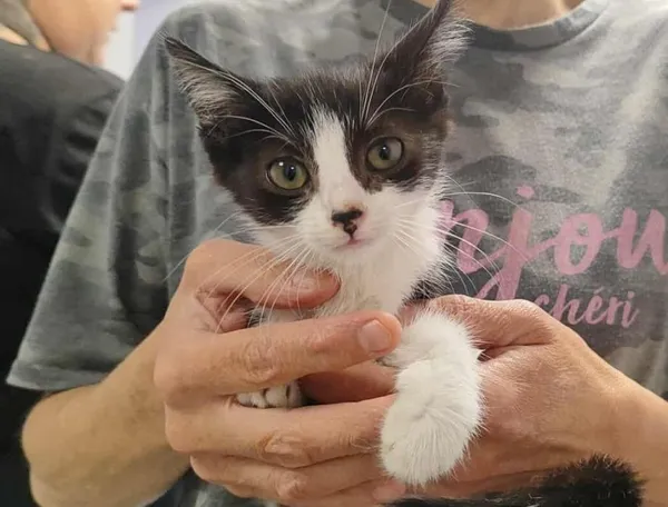 Znaleziono kota, Toruń, 10 lipca 2025