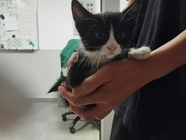 Znaleziono kota, Toruń, 10 lipca 2025