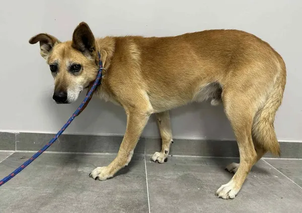 Znaleziono psa, Toruń, 10 lipca 2025