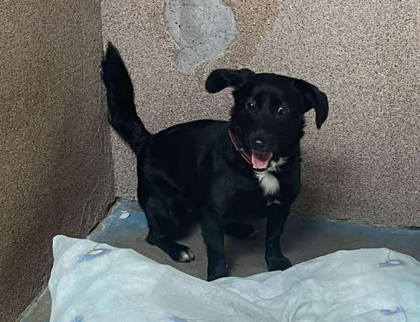 Znaleziono psa, Toruń, 10 lipca 2025