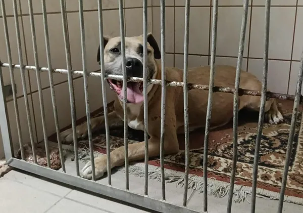 Znaleziono psa, Toruń, 7 lipca 2025