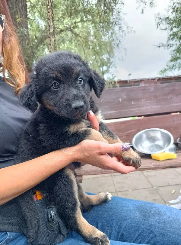 Oddam psa, Szłapy, 12 lipca 2025 (2/2)