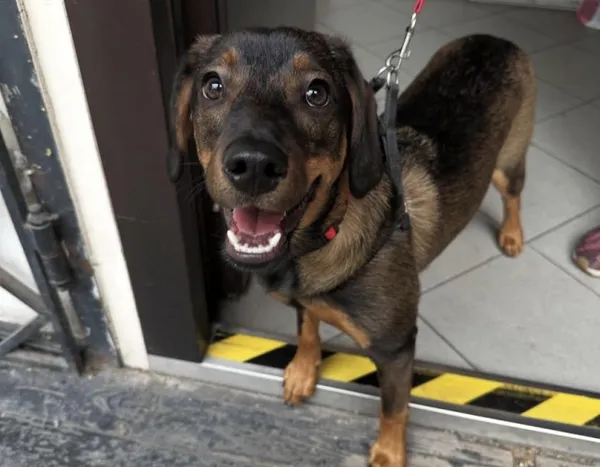 Pies do adopcji, Kraków, 27 czerwca 2025