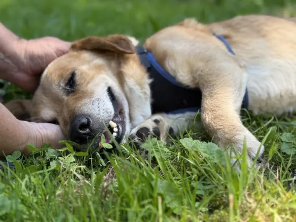 Pies do adopcji, Kraków, 27 czerwca 2025 (1/5)