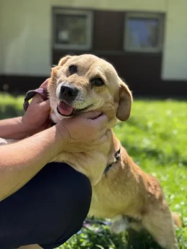 Pies do adopcji, Kraków, 27 czerwca 2025 (5/5)