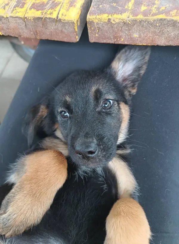 Oddam psa, Olsztyn, Kortowo, 12 lipca 2025 (3/4)