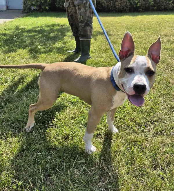 Znaleziono psa, Lublin, 12 lipca 2025