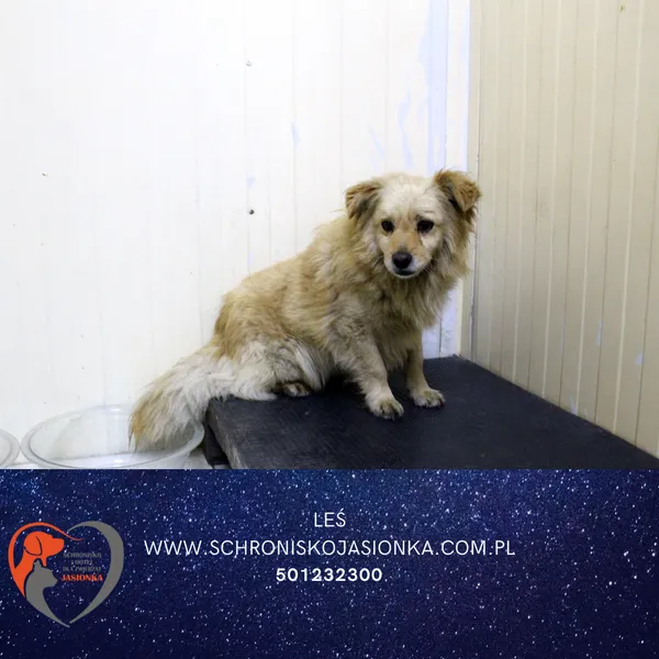 Znaleziono psa, Dębniak, 12 lipca 2025