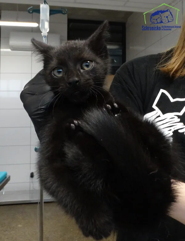 Znaleziono kota, Szczecin, 12 lipca 2025 (1/2)