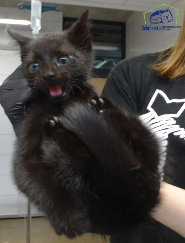 Znaleziono kota, Szczecin, 12 lipca 2025 (2/2)