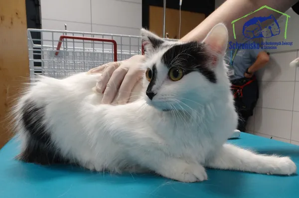 Znaleziono kota, Szczecin, 11 lipca 2025 (1/2)