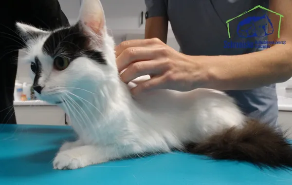 Znaleziono kota, Szczecin, 11 lipca 2025 (2/2)