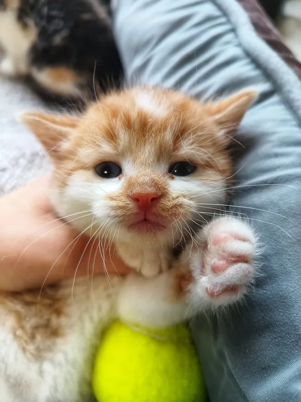 Oddam kota, Olsztyn, Pojezierze, 12 lipca 2025 (1/2)