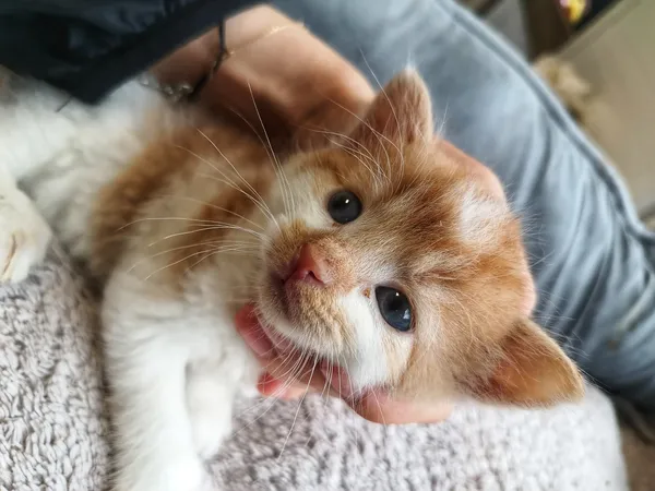 Oddam kota, Olsztyn, Pojezierze, 12 lipca 2025 (2/2)